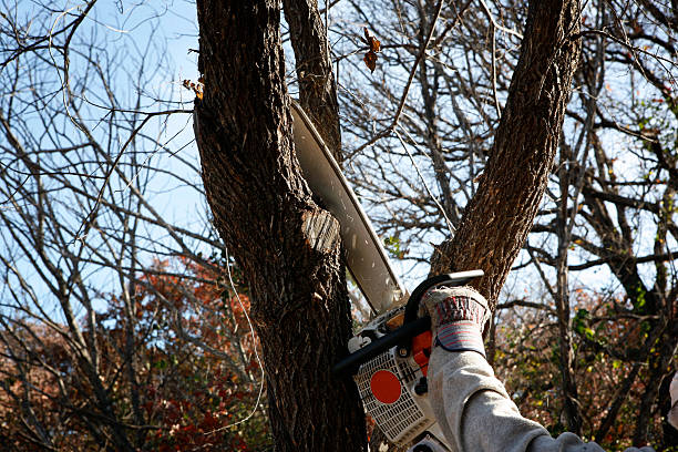 How Our Tree Care Process Works  in  Crugers, NY